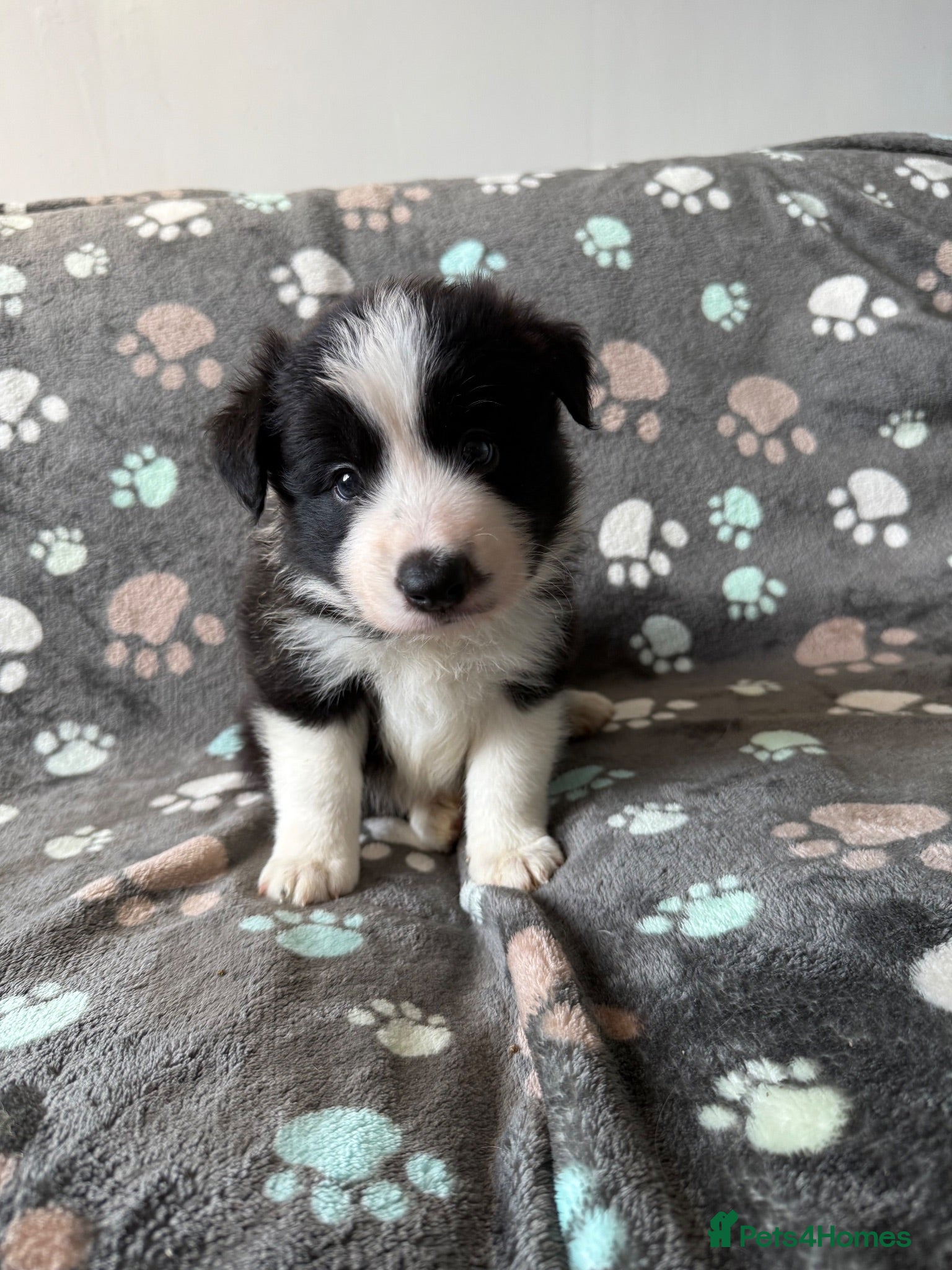 Border Collie dogs 1 stunning traditional long coated boy  - Advert 2