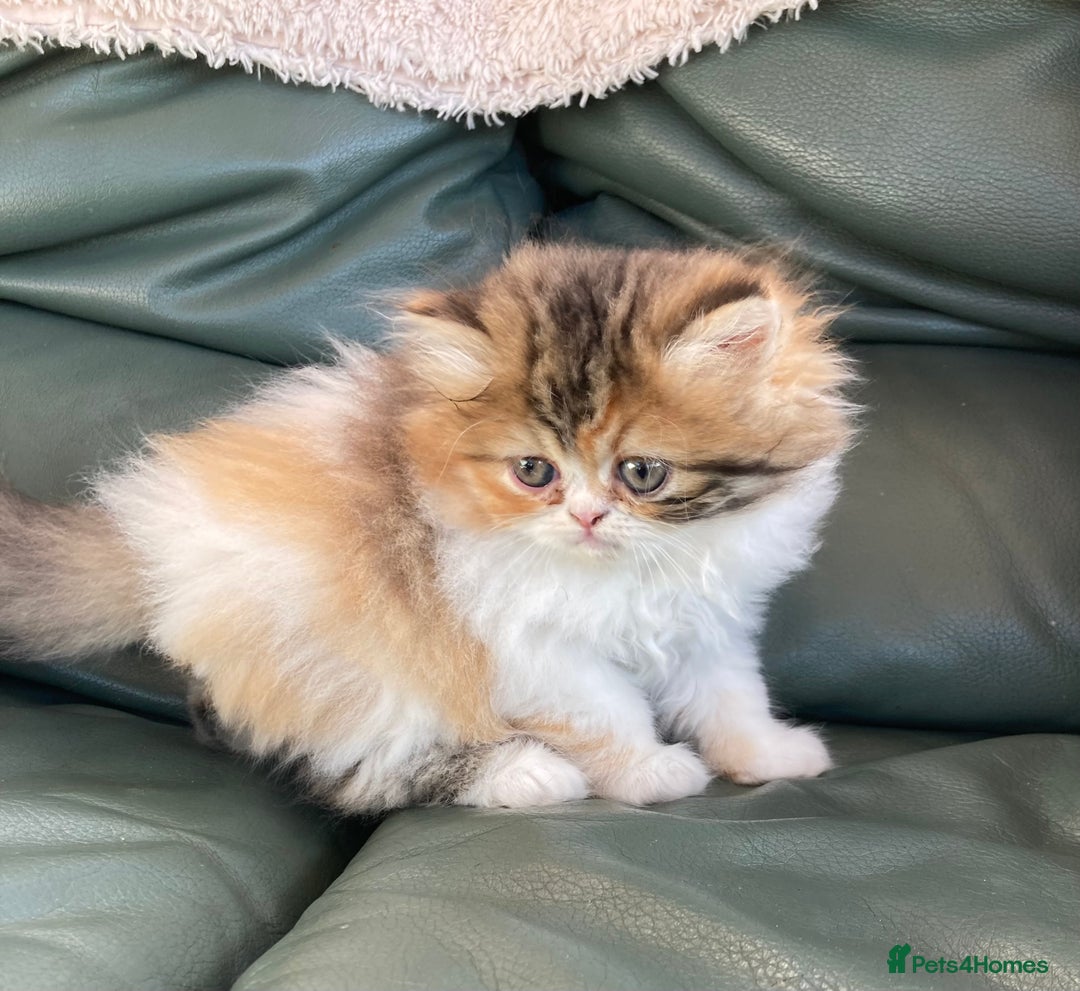 Persian cats for sale: Fluffy Persian Exotic kittens - Image 16