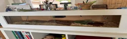 Corn Snake reptiles for sale: Male corn snake for loving home. - Advert 4