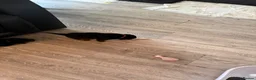 Rottweiler dogs for sale: Absolutely stunning Rottweiler puppies  - Advert 10