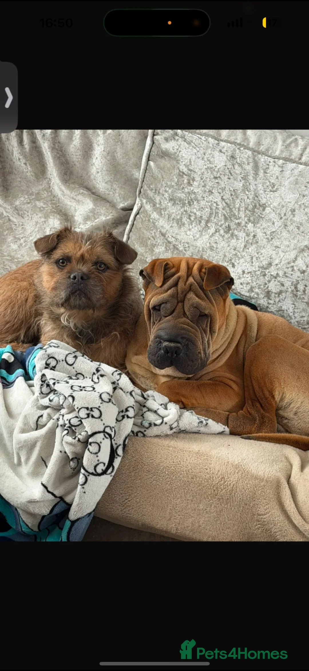 Mixed Breed dogs for sale: Beautiful baby girl  - Advert 10