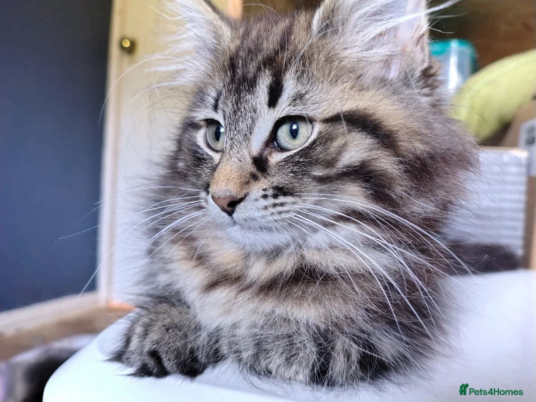 Norwegian Forest Cat cats for sale: Beautiful Pedigree Norwegian Forest kittens - Advert 2