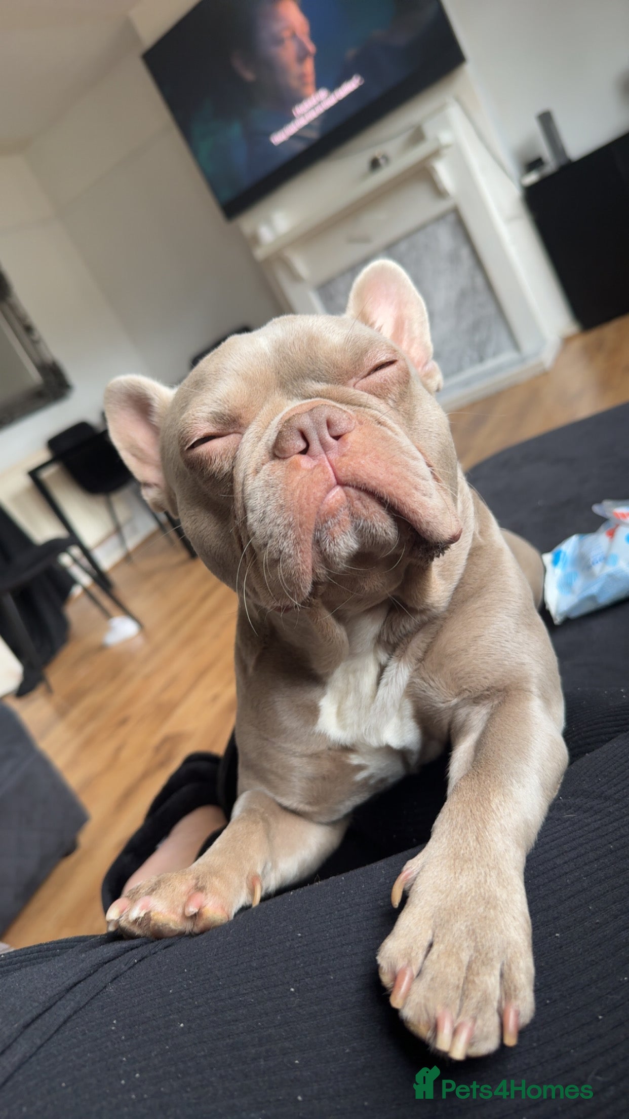 French Bulldog dogs 3 year old male French bulldog - Advert 1
