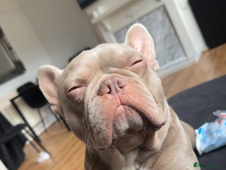 French Bulldog dogs 3 year old male French bulldog - Advert 1