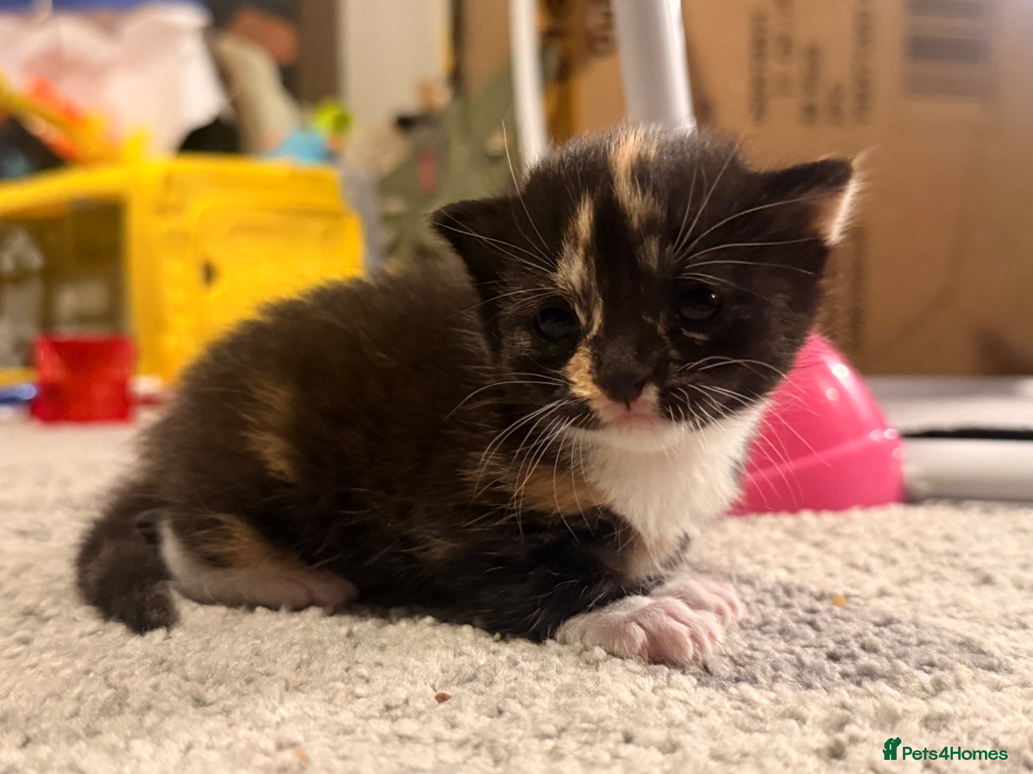 Mixed Breed cats Kittens for sale  - Advert 2