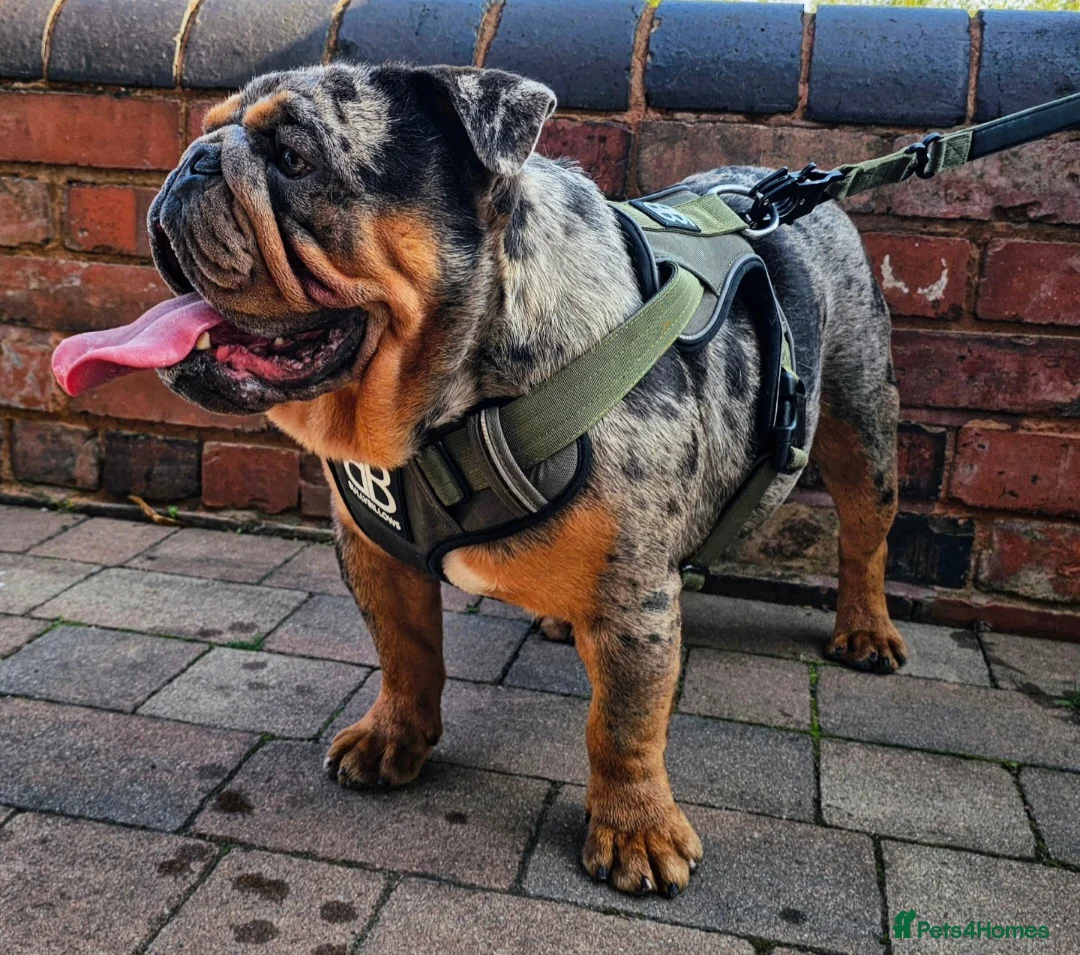 English Bulldog dogs for stud: **RogueRoyales Stud Famous** Health Tested Clear  in Wolverhampton - Advert 4