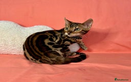 Bengal cats for sale: 🐾Purebred BENGAL Kittens🐾  - Image 9