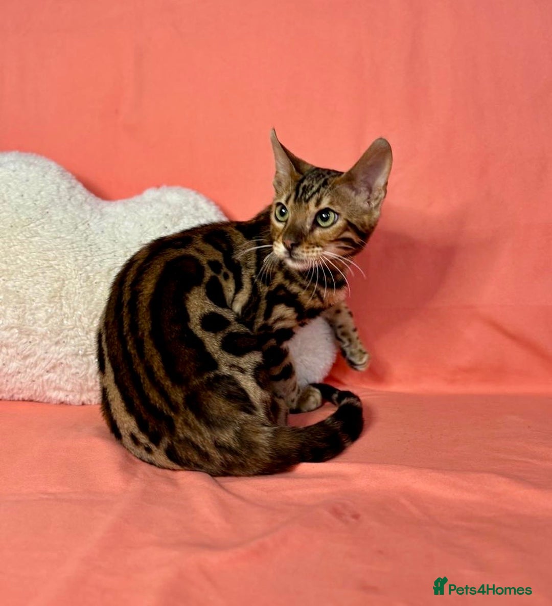 Bengal cats for sale: 🐾Purebred BENGAL Kittens🐾  - Image 9
