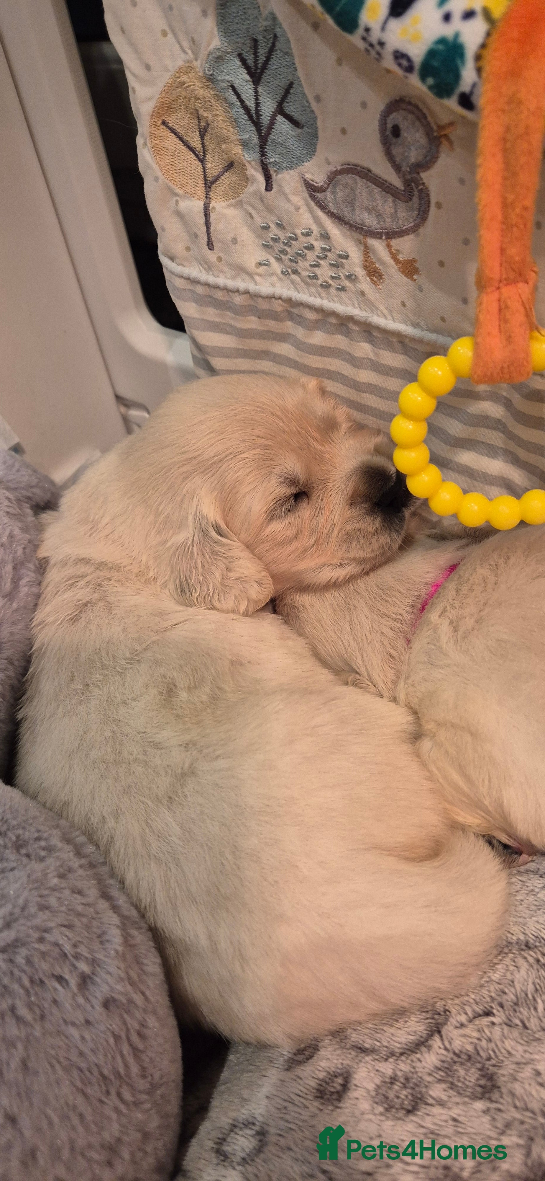 Golden Retriever dogs  HEALTH TESTED PARENTS KC Golden Retriever puppies - Advert 5