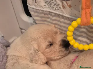 Golden Retriever dogs HEALTH TESTED PARENTS KC Golden Retriever puppies - Advert 5