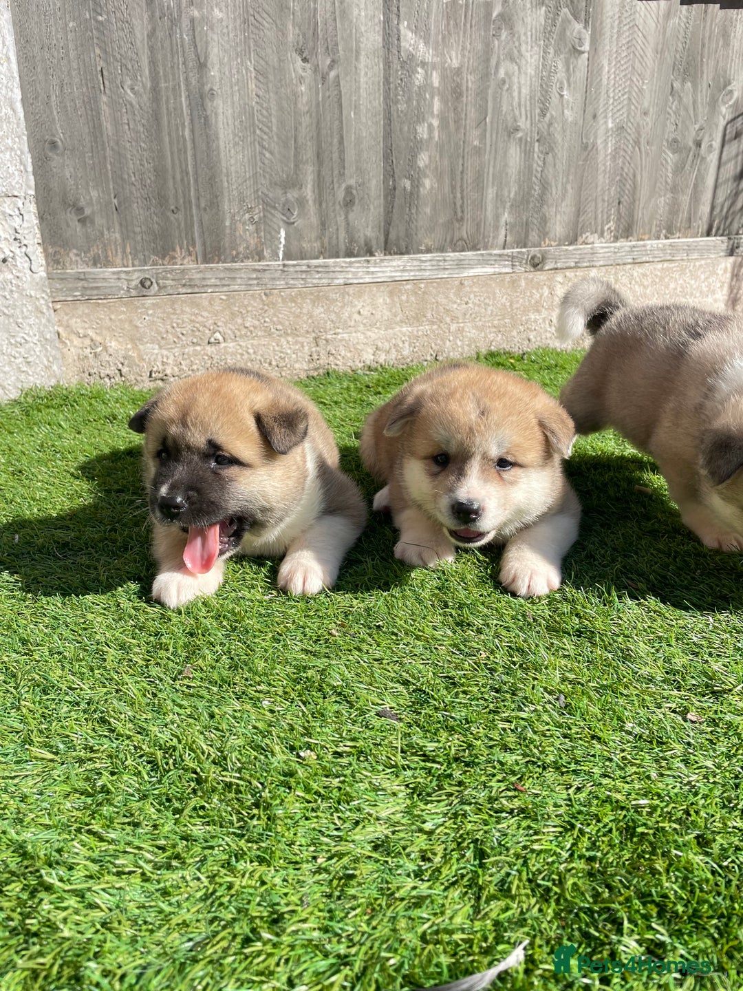 Akita dogs for sale: American Akita Puppys for sale  - Image 7