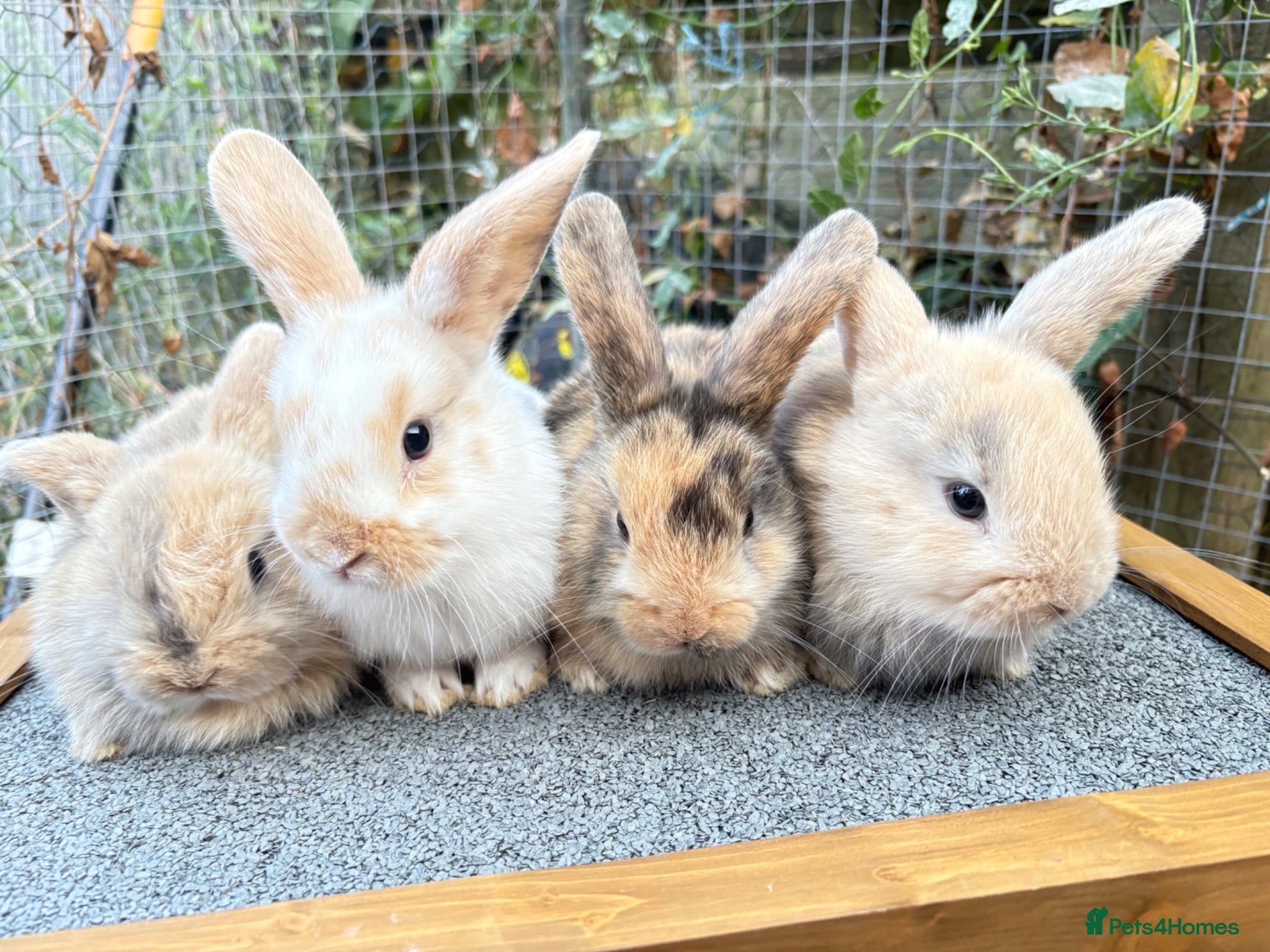Mixed Breed rabbits 4 Mini Lop cross babies - Advert 6