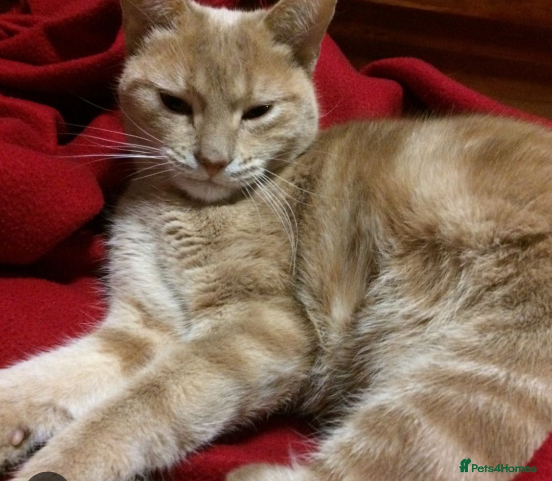 Mixed Breed cats for sale: 5 KITTENS IN SEARCH OF THEIR FOREVER HOMES  - Advert 10