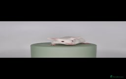 Mouse rodents for sale: Fancy Mice - Advert 4