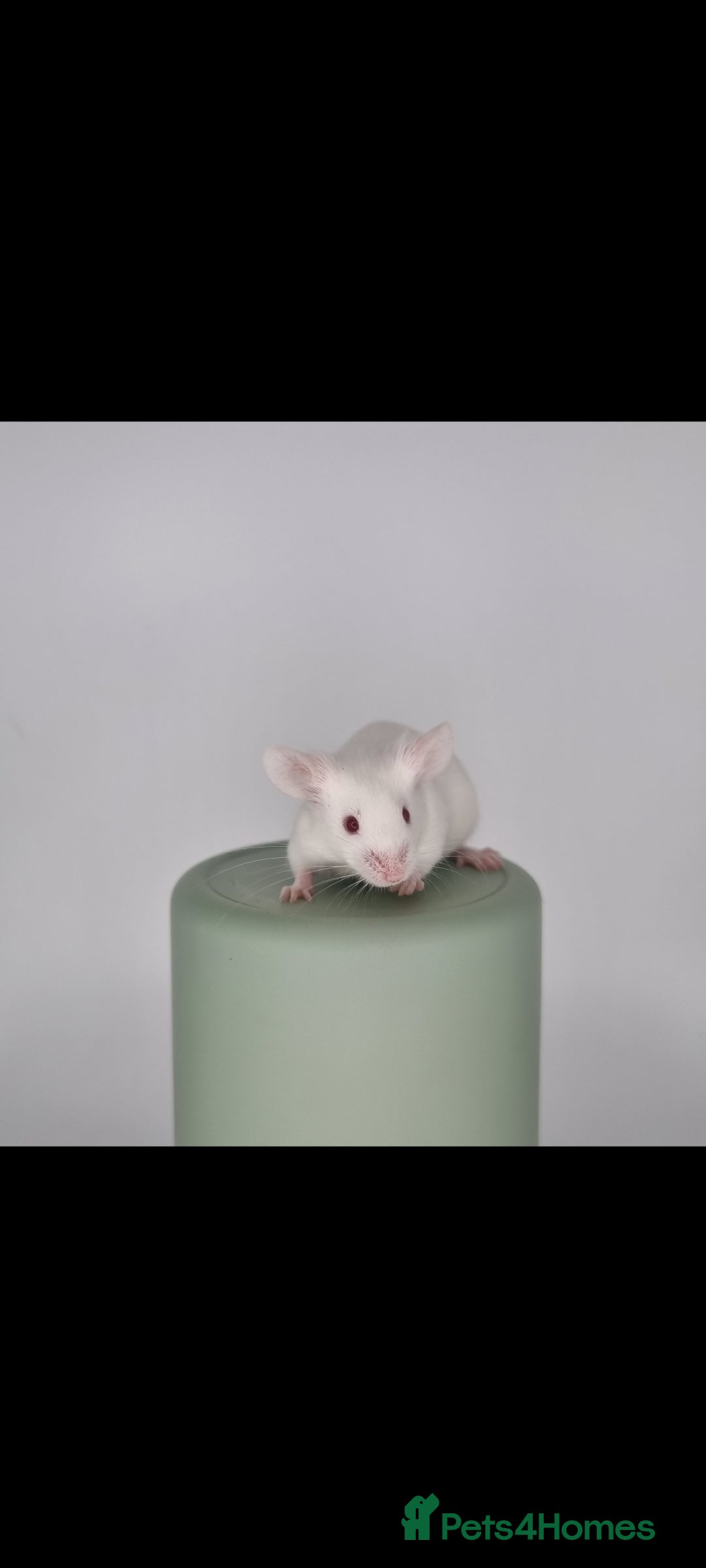 Mouse rodents for sale: Fancy Mice - Advert 4