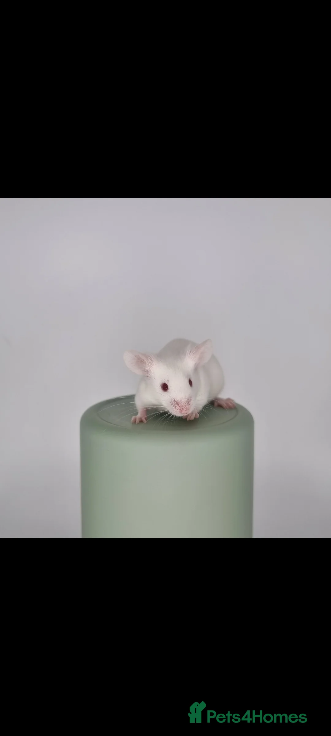 Mouse rodents for sale: Fancy Mice - Advert 4