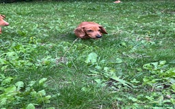 Dachshund dogs for sale: mini dachshund - Image 9