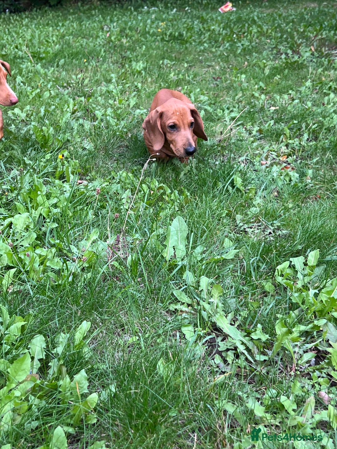 Dachshund dogs for sale: mini dachshund - Image 9