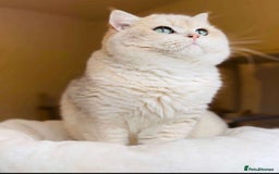 British Shorthair cats for sale: 3 YRS OLD Blue golden bsh TICA reg  - Image 3