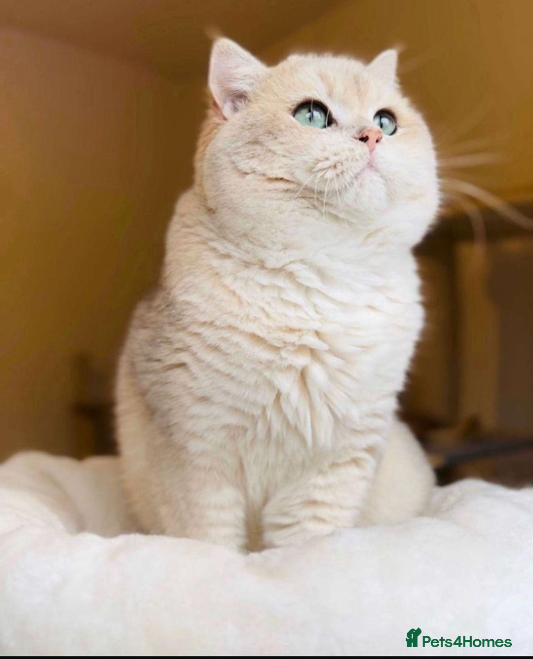British Shorthair cats for sale: 3 YRS OLD Blue golden bsh TICA reg  - Image 3