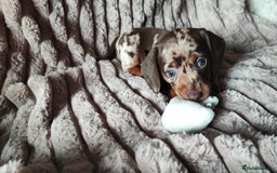 Miniature Dachshund dogs for sale: Miniature Dachshund 1 female left  - Image 12