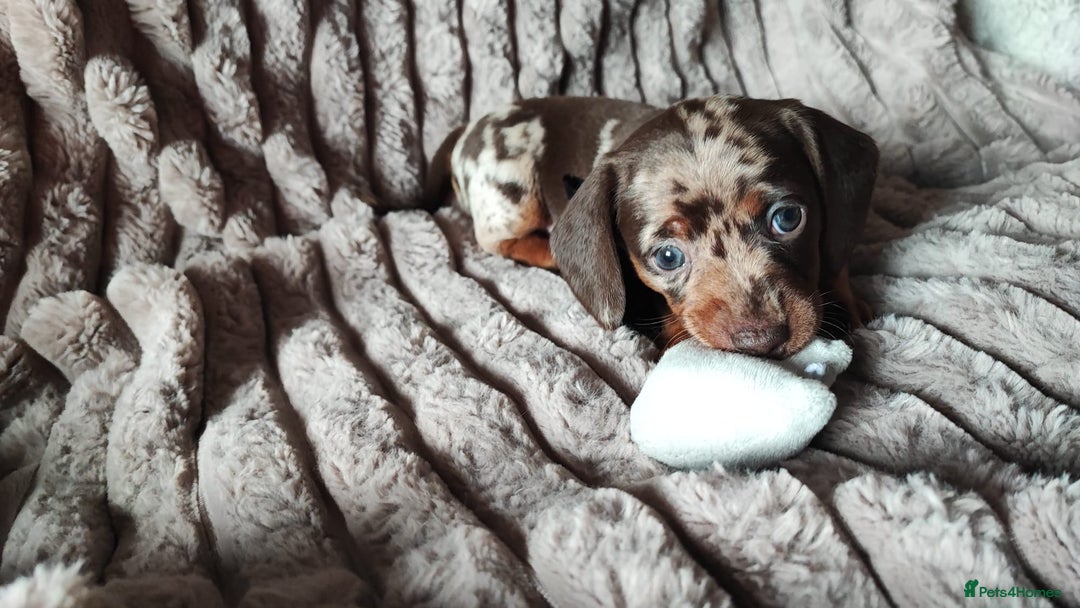 Miniature Dachshund dogs for sale: Miniature Dachshund 1 female left  - Image 12