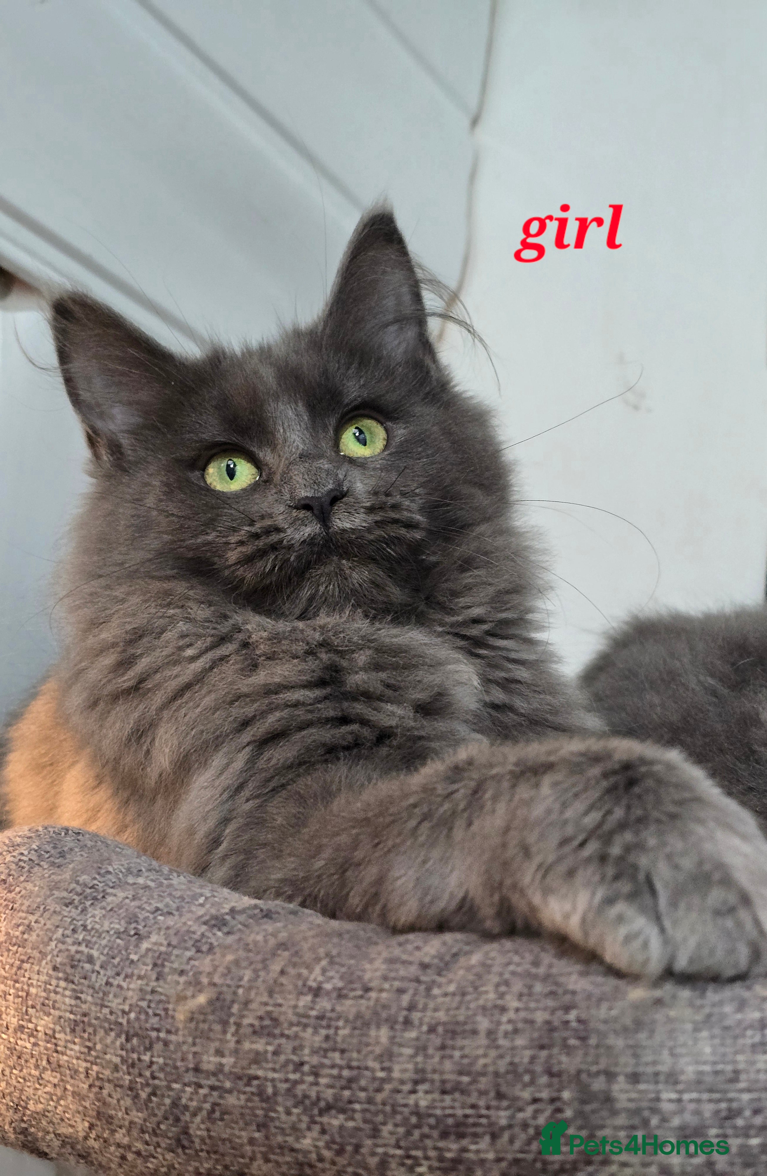 Maine Coon cats Gccf registered maine coon babies blue smoke - Advert 4