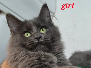 Maine Coon cats Gccf registered maine coon babies blue smoke - Advert 4