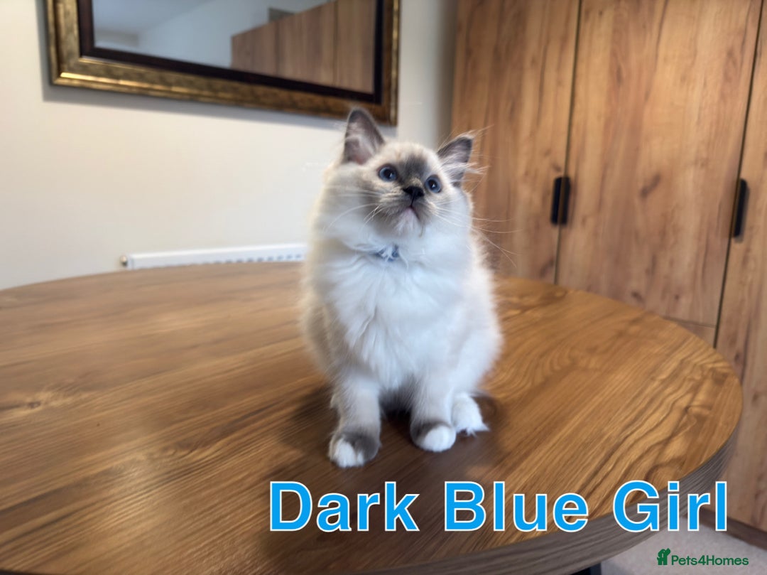 Ragdoll cats for sale: 6 Gorgeous Full Breed Ragdoll Kittens Ready to Go! - Advert 24