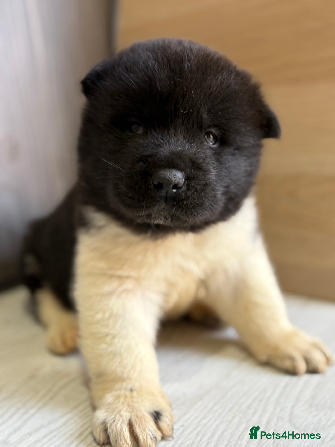 Akita dogs for sale: Beautiful KC Registered American Akita Puppies - Advert 5