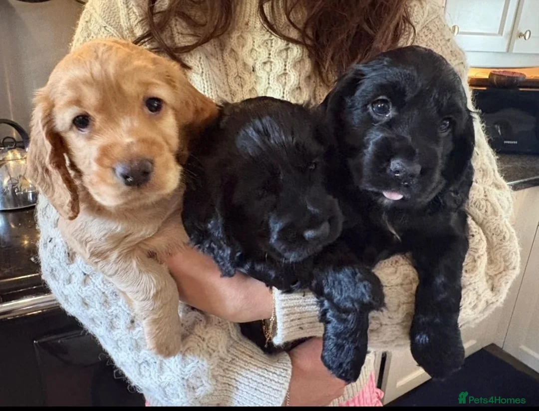 Cocker Spaniel dogs for sale: Working Cocker Puppies - Advert 6