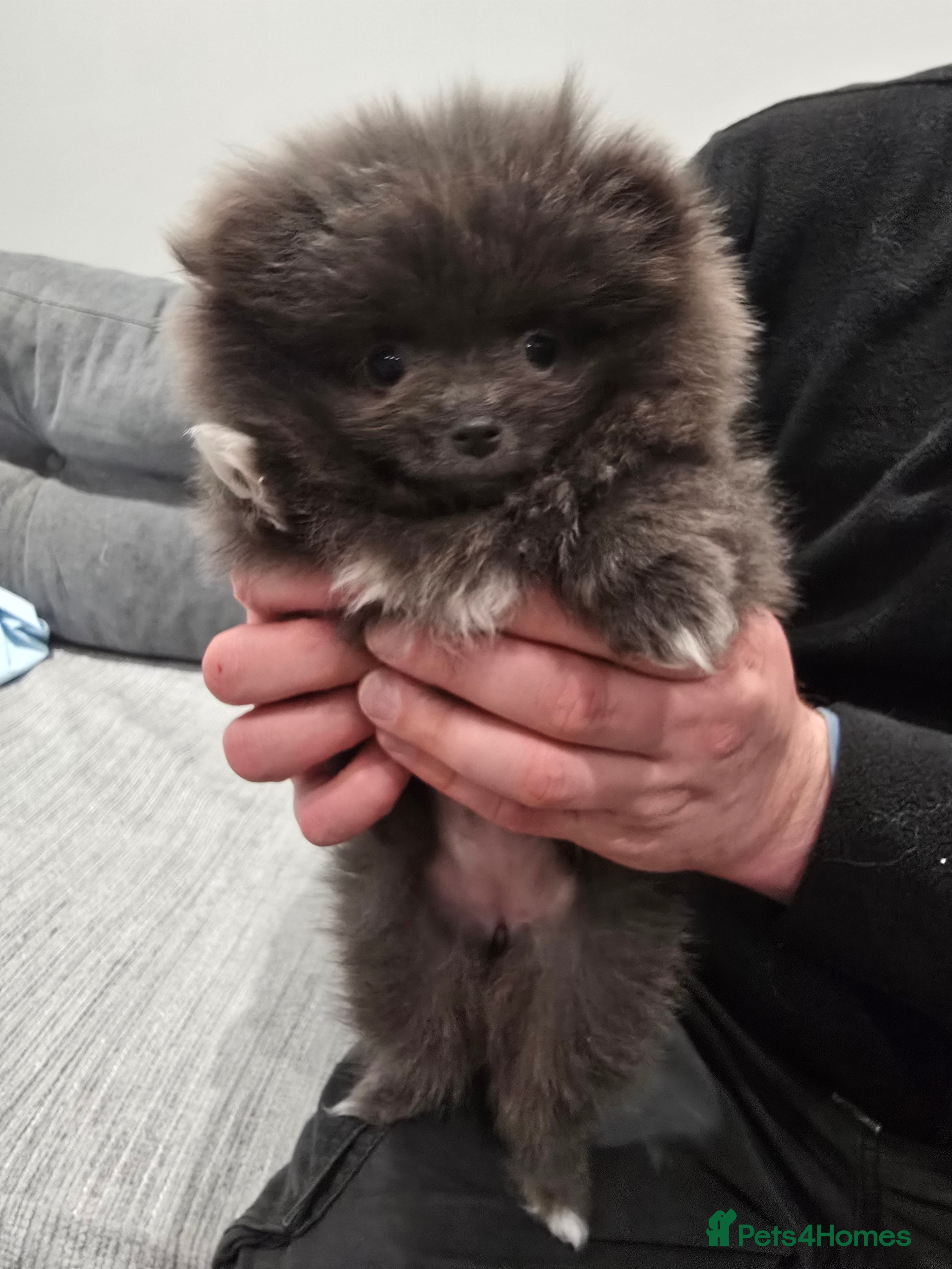 Pomeranian dogs Pomeranian puppy - Advert 1