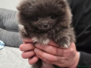 Pomeranian dogs Pomeranian puppy - Advert 1