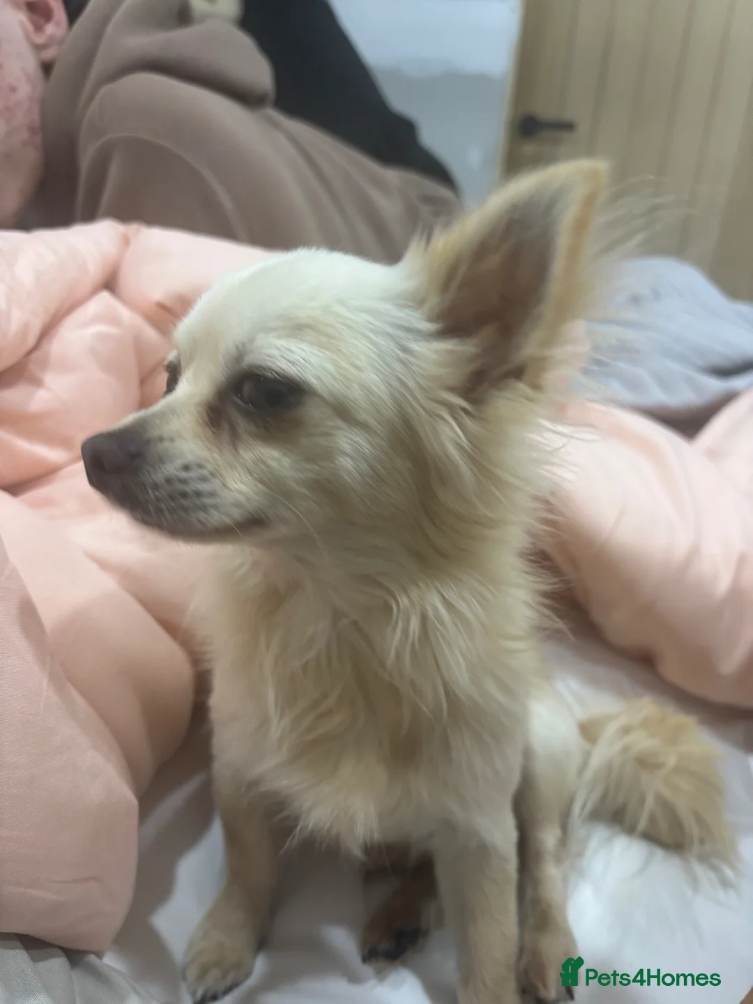 Chiweenie dogs for sale: Beautiful Chiweenie F1 Pedigree Registered Puppies in Southampton - Advert 12