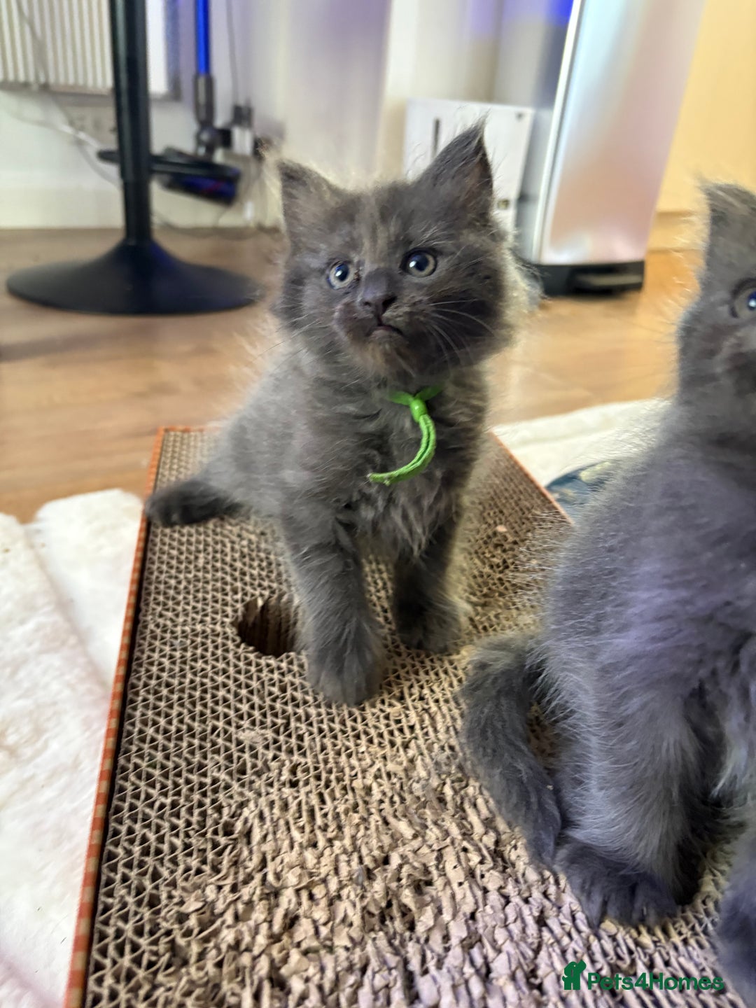 Ragcoon cats for sale: Last Female Ragcoon kitten - ready to leave - Advert 9