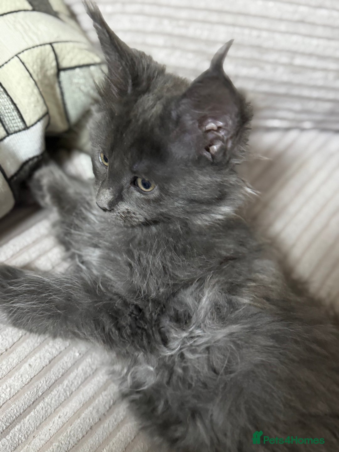 Maine Coon cats for sale: Adorable pure breed Maine coon Kittens’s for sale - Advert 28