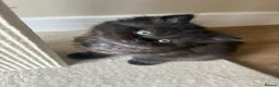 British Shorthair cats for sale: British Short Hair Kittens - Advert 8