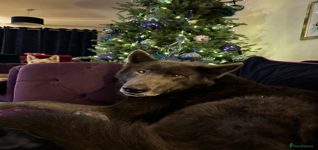 Gallery Image {{count}}