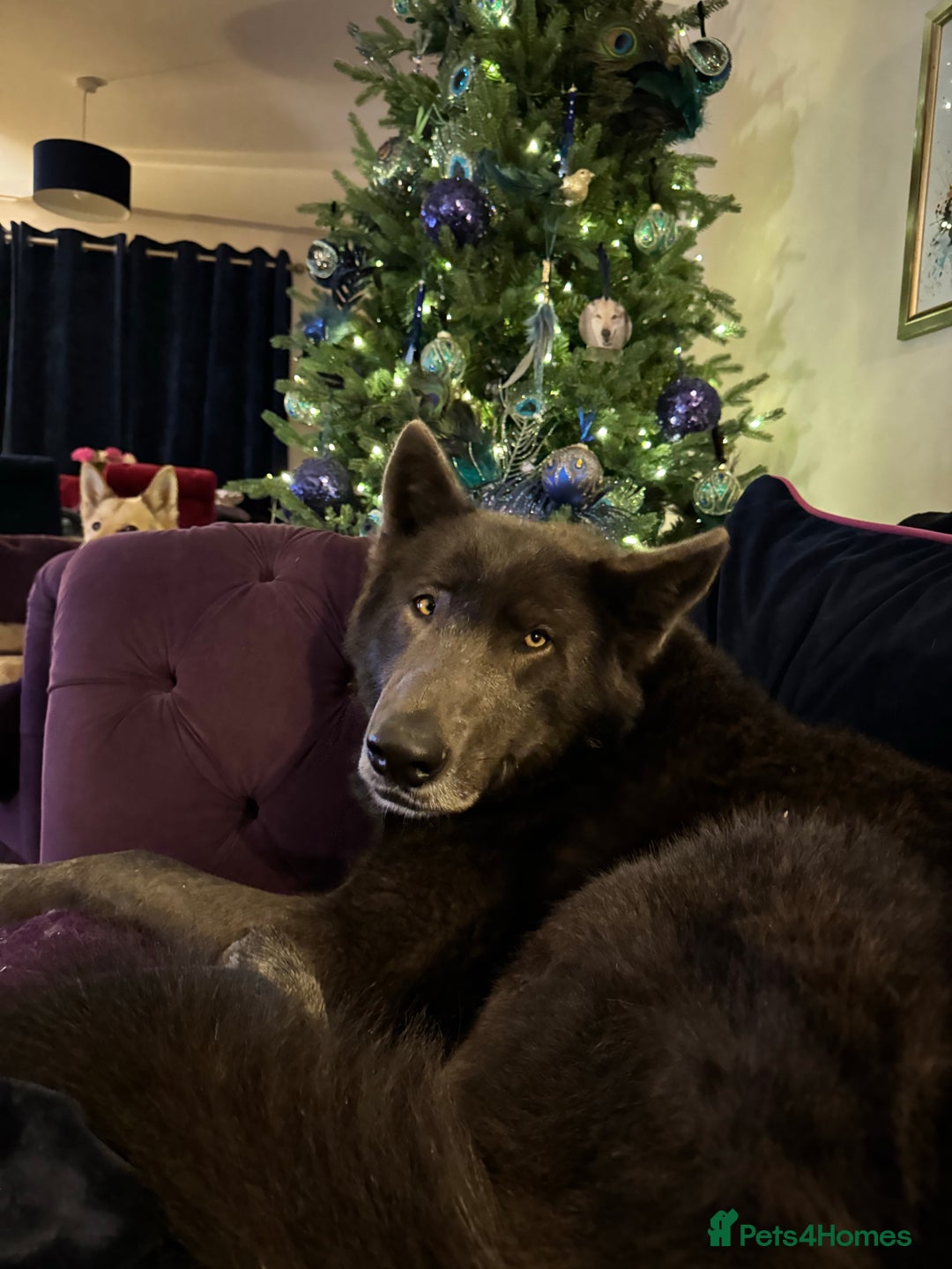 Gallery Image {{count}}