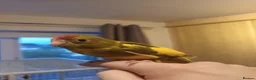 Parakeets birds for sale: Kakariki - Hand Tame - Baby Kakarikis - Advert 2