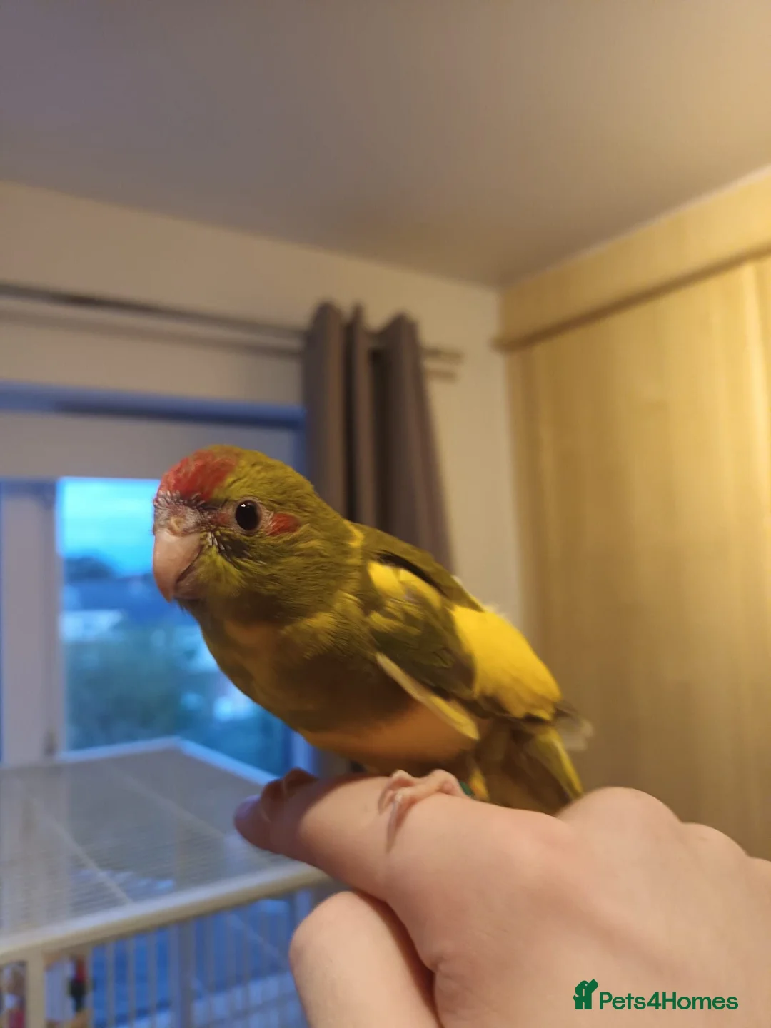 Parakeets birds for sale: Kakariki - Hand Tame - Baby Kakarikis - Advert 2