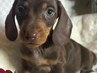 Miniature Dachshund dogs Beautiful chocolate and tan - Advert 1