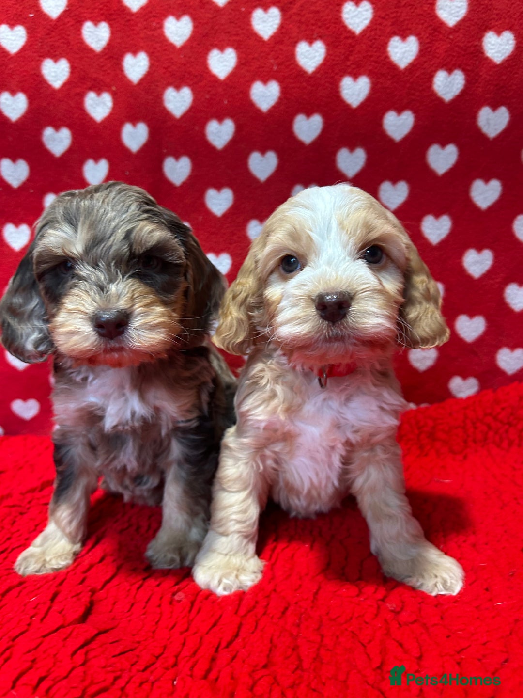 Cockapoo dogs for sale: Cute F1 cockapoo puppies  - Advert 1