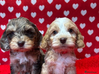 Cockapoo dogs Cute F1 cockapoo puppies - Advert 1