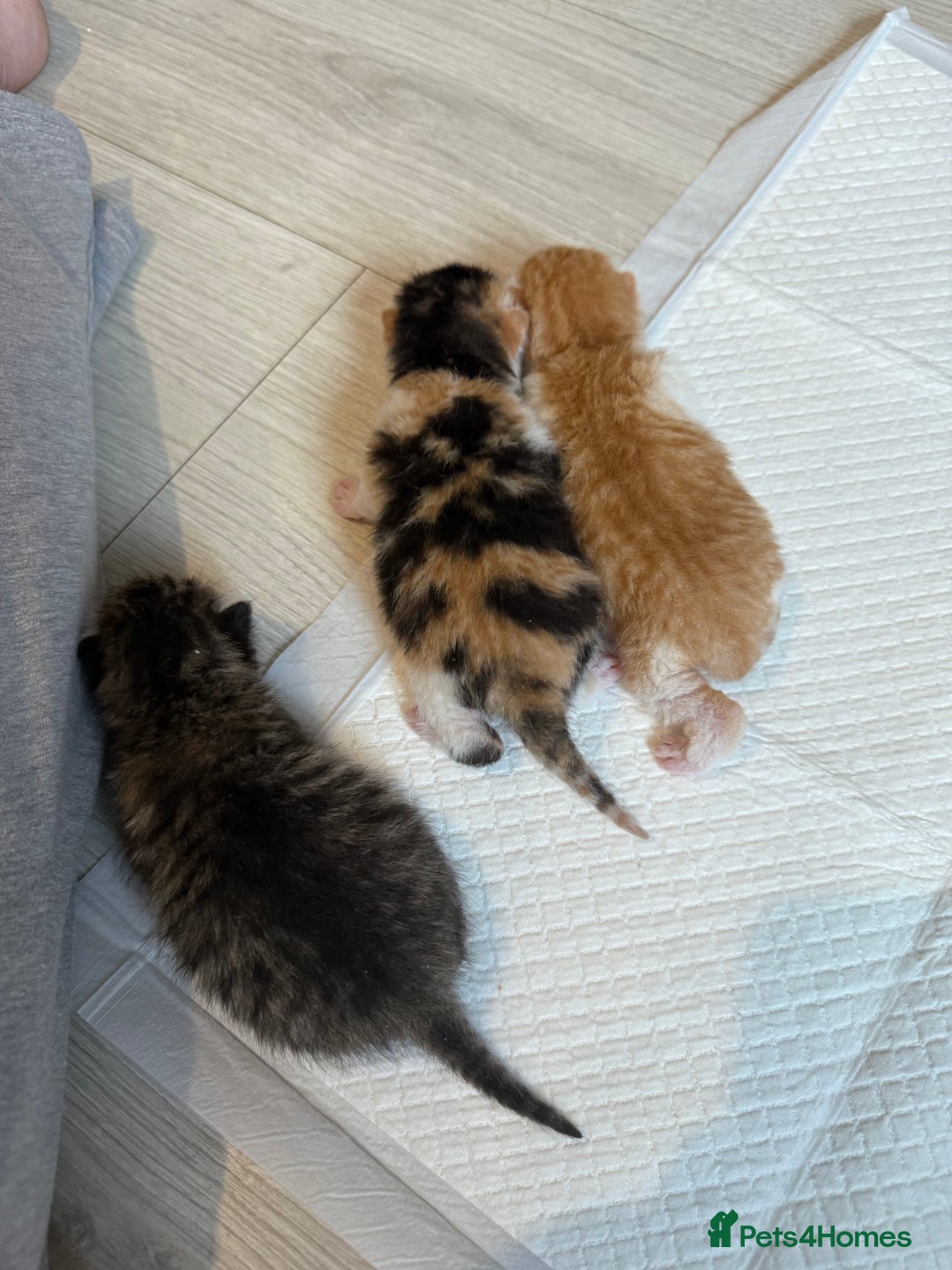 Domestic Shorthair cats for sale: 6 beautiful kittens available November - Image 3