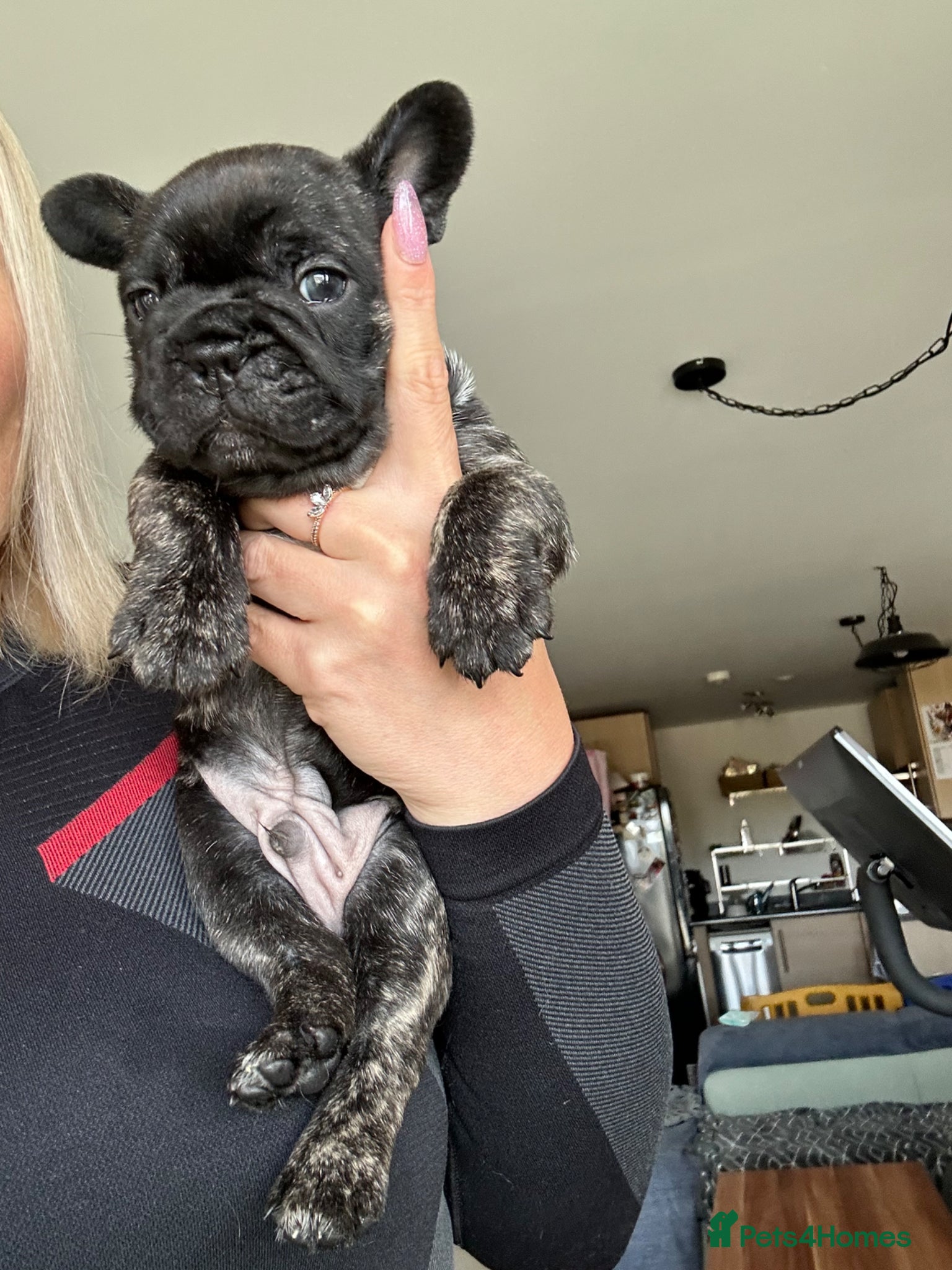French Bulldog dogs 2 Boys Left KC Registered French Bulldog Puppies - Advert 2