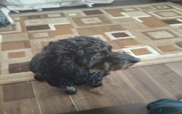 Cockapoo dogs for sale: For sale  - Image 1