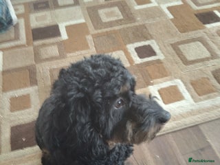 Cockapoo dogs for sale - Advert 1