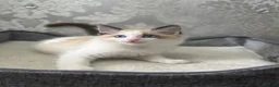 Ragdoll cats for sale: Beautiful Ragdoll Kittens - Advert 30