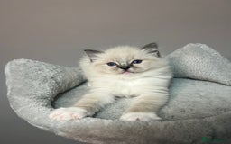 Ragdoll cats for sale: Registered Ragdolls kittens for sale - Image 26